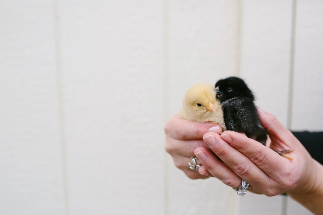 How to Build a Pallet Chicken Coop: A Step-by-Step Guide