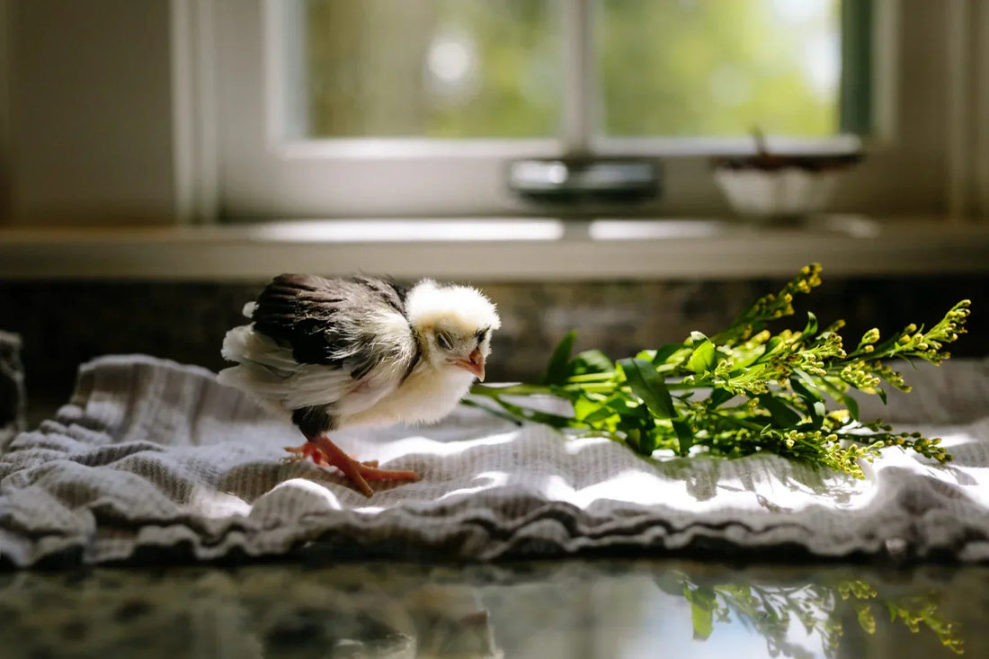How to Make a Chicken Coop: A Simple Guide