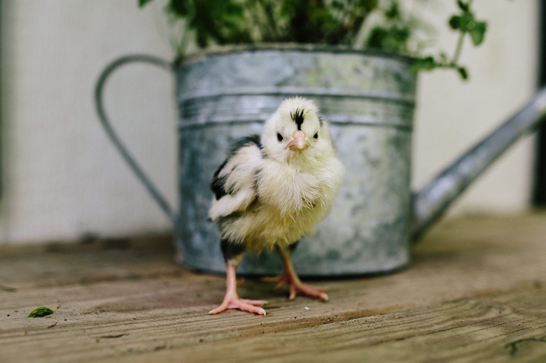 The Buyer's Guide to Quality Chicken Coops