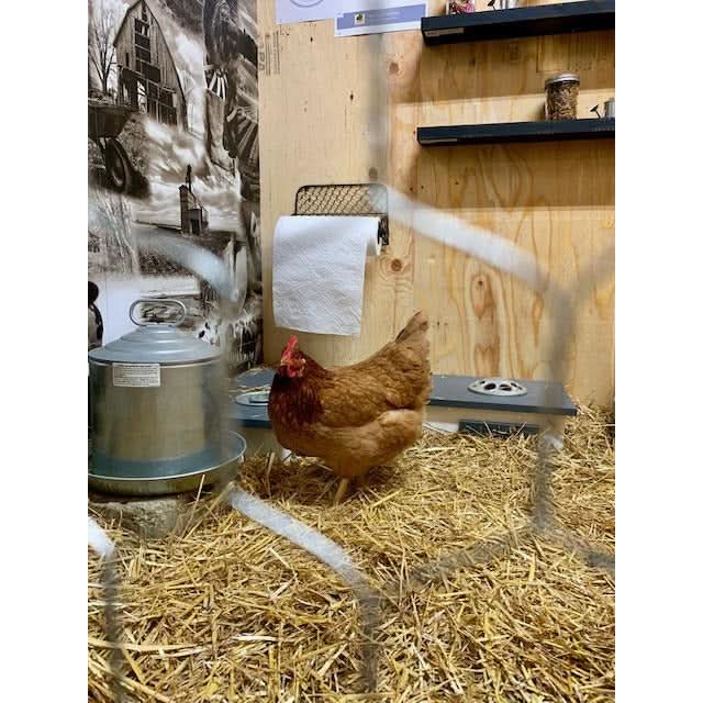 Chateau Sample - 8'x10' All Chicks Interior