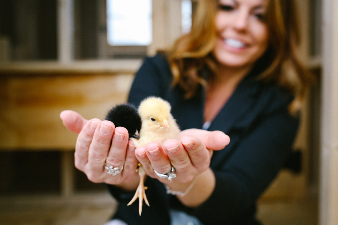 Build a Predator-Proof Chicken Coop: A Complete Guide