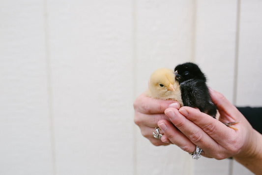 Custom Chicken Coop Builder vs. DIY: Pros and Cons