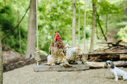 Chicken Coop Cleaning Checklist