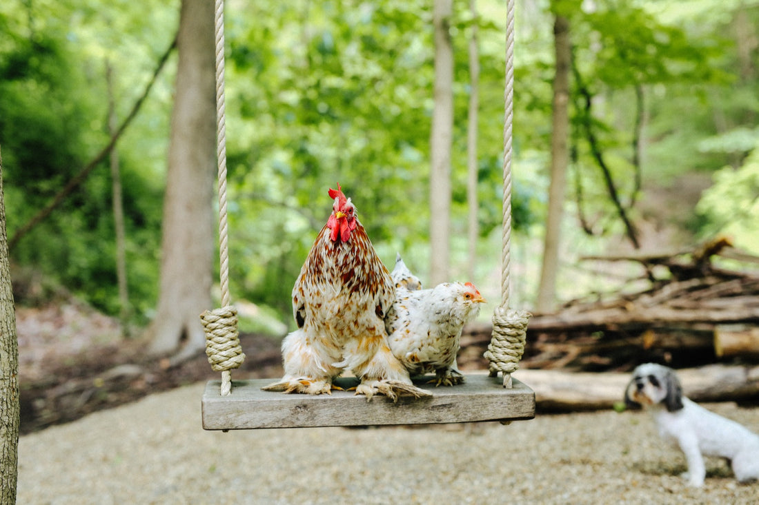 The Ultimate Guide to Chicken Coops with Storage Sheds