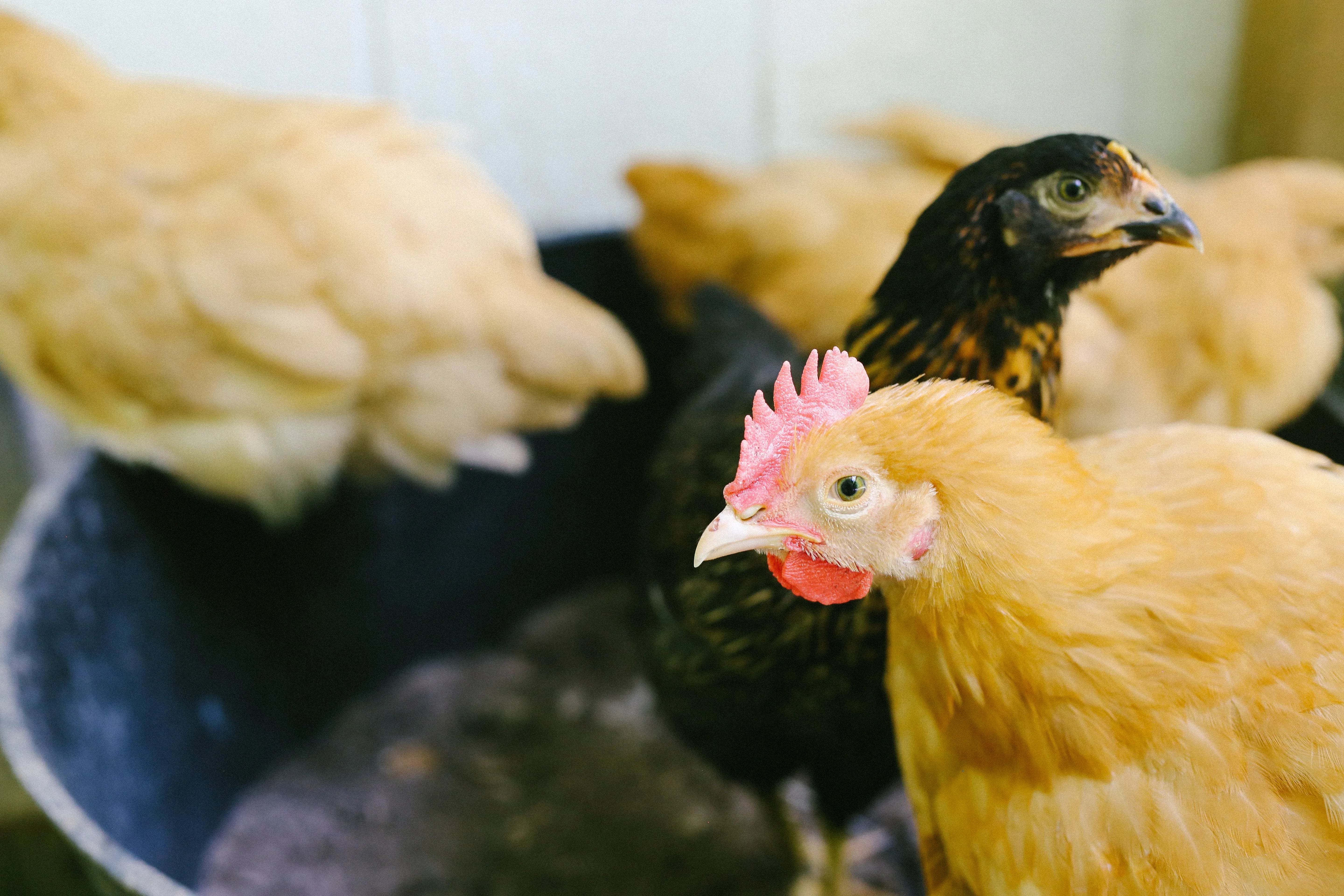 Custom Chicken Coops & Accessories | Cutest Coops