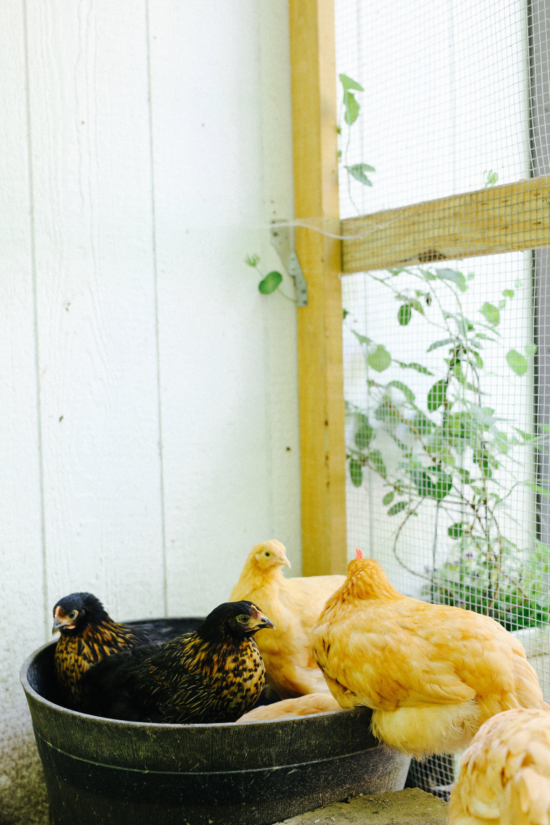 Chicken coop assembled in a backyard