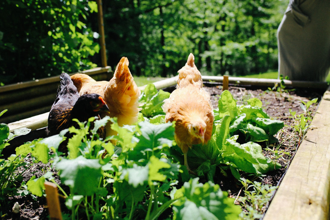 Solar-Powered Chicken Coop: Your DIY Guide