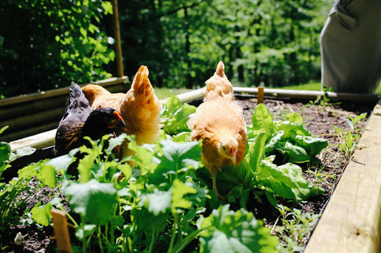 OverEZ Chicken Coop Comparison: Is It Right For You?