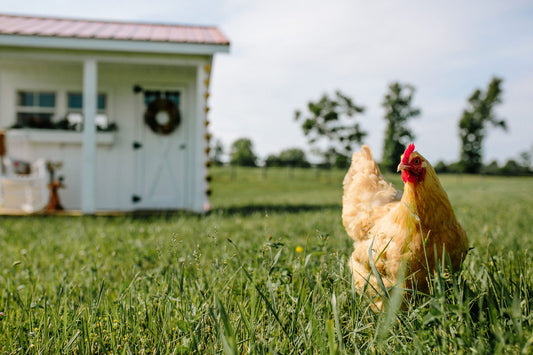 how to buy a luxury chicken coop. Walk in Chicken Coop.  Chicken Coop with storage.