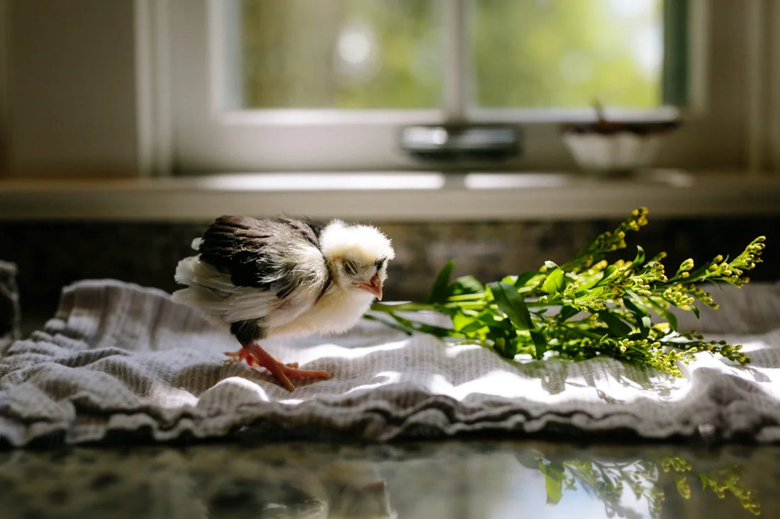 How to Make a Chicken Coop: A Simple Guide