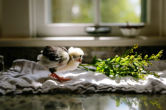 How to Make a Chicken Coop: A Simple Guide