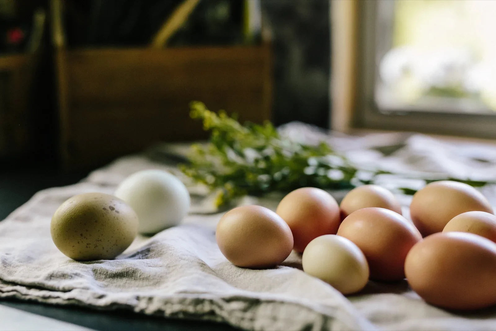 Custom Chicken Coops & Accessories | Cutest Coops