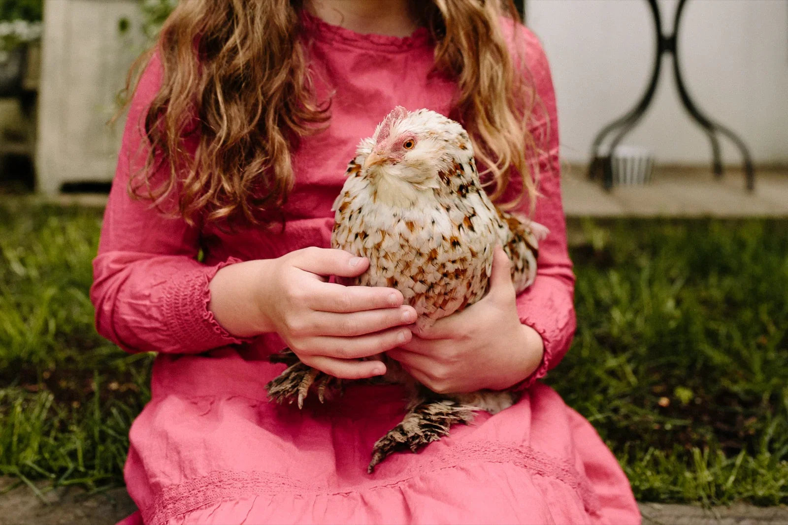 Custom Chicken Coops & Accessories | Cutest Coops