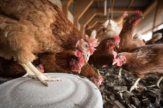 Chicken Coops Built by (and for) Busy People