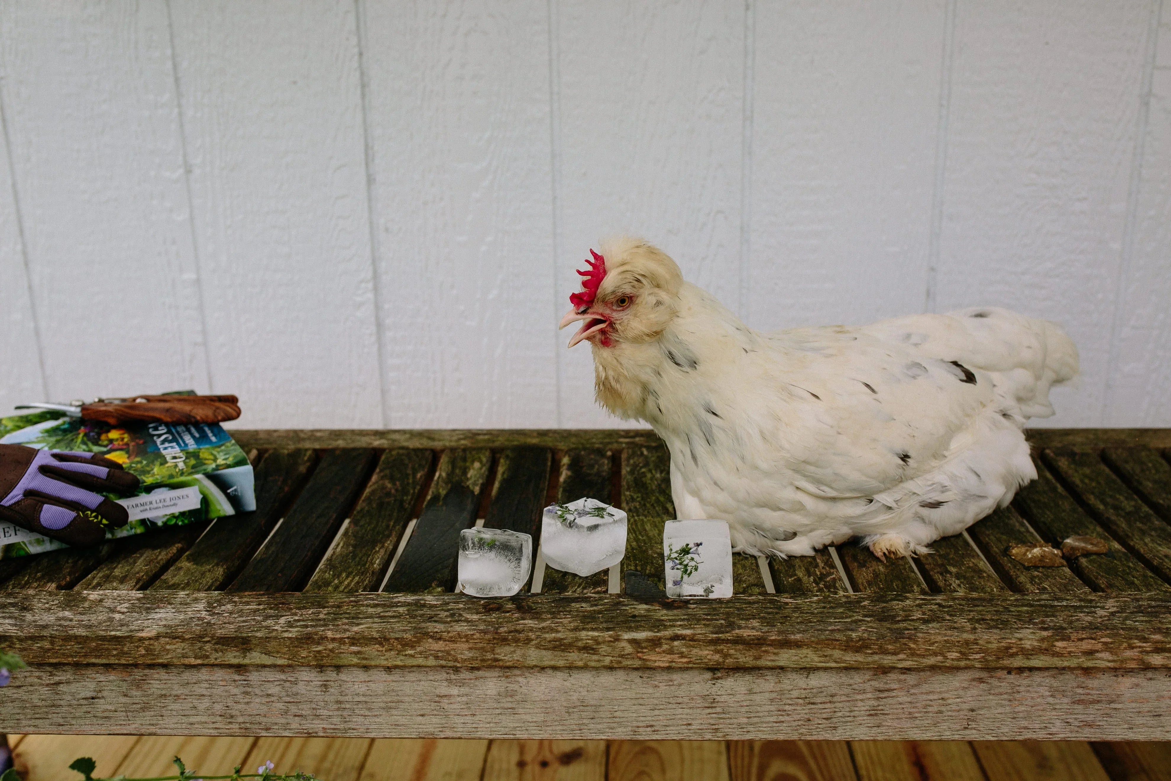 Custom Chicken Coops & Accessories | Cutest Coops