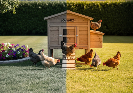 OverEZ Chicken Coop Review: The Good & The Bad