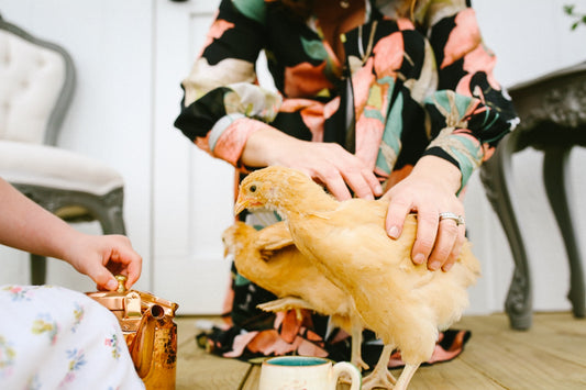30 Creative Chicken Coop Signs to Charm Your Flock